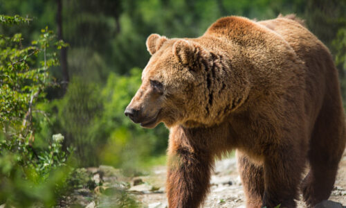 A bear market is a marathon- prepare yourself: analyst