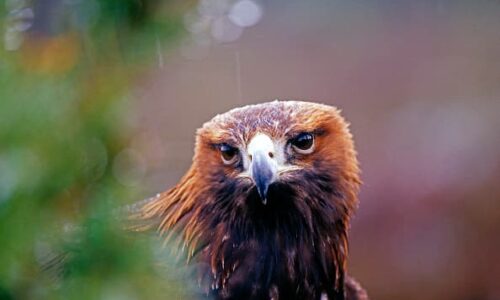 Concerns about golden eagles are partly prompting the redesign of a Scottish wind farm