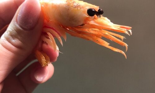 Bitcoin “shrimp” addresses surge to all-time high above 43 million