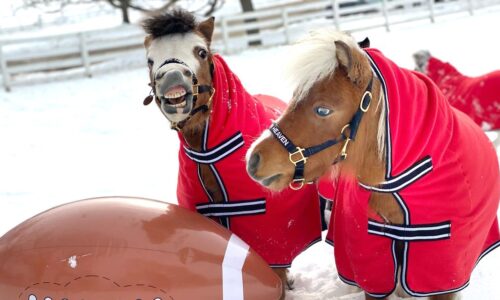 The Margin: Sure, the Puppy Bowl is cute — but check out this ‘pony bowl’