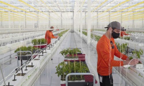 High-Tech Farm Startups Laid Low by Financing Drought, Pests