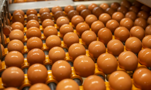 Earnings Results: Cal-Maine stock drops 15% as plunging egg prices cut into profit