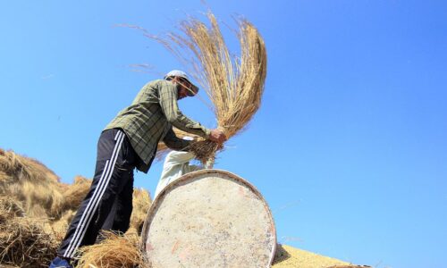 India’s Food-Security Problem Is the World’s, Too