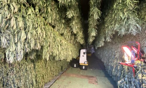 New York cannabis farmers may have to throw away 250,000 pounds of product due to retail-store bottleneck