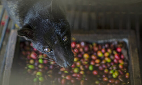 A new warning to Bali tourists: ‘Stay away from civet coffee,’ says PETA