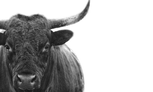 The bull market’s final high is still ahead of us