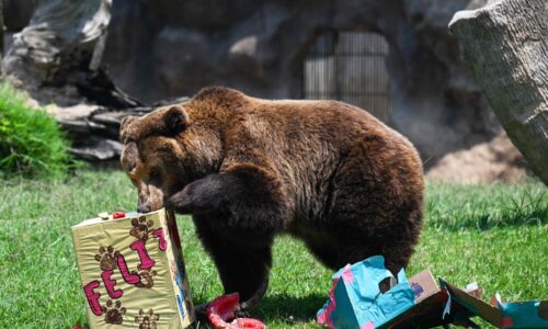 The stock market is becoming a picnic for the bears