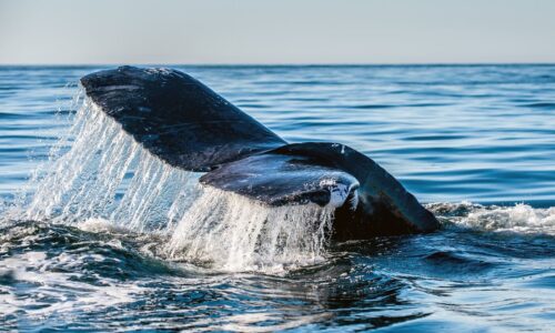 Curve DAO price soars amid fresh whale accumulation