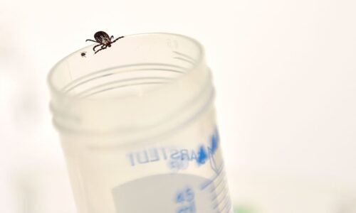 Pfizer and Valneva report positive results in mid-stage trial of Lyme disease vaccine